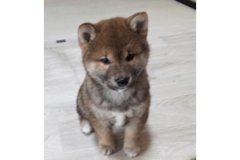 成約済の秋田県の柴犬-355719の3枚目